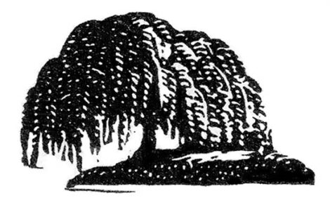 Country Lore: Willow Cuttings Rooting Compound Image